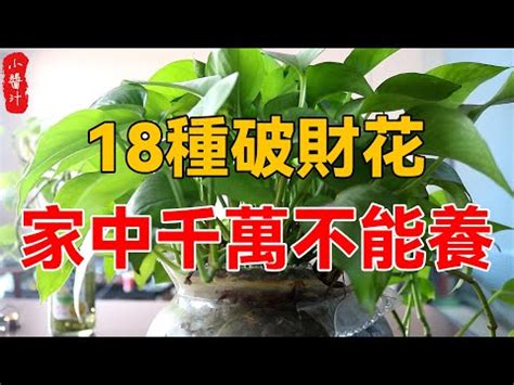 發財樹放陽台|5種陽台招財植物提升你的財運能量